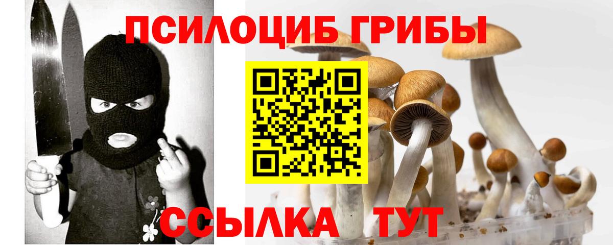 Кировск  Галлюциногенные грибы Psilocybe  Вход с VPN 
